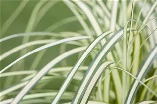 Carex oshimensis 'Evergold' - Gelbgrüne Garten-Segge