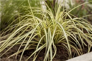 Carex oshimensis 'Evergold' - Gelbgrüne Garten-Segge