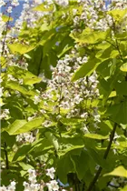 Catalpa bungei - Großkroniger Trompetenbaum