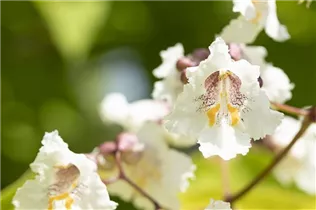 Catalpa bungei - Großkroniger Trompetenbaum
