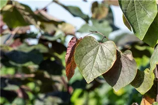 Catalpa erubescens 'Purpurea' - Trompetenbaum 'Purpurea'