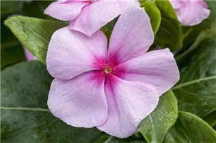 Catharanthus roseus - Rosafarbene Catharanthe Catharanthus roseus - Rosafarbene Catharanthe