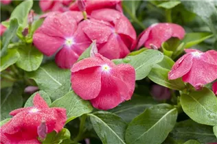 Catharanthus roseus - Rosafarbene Catharanthe Catharanthus roseus - Rosafarbene Catharanthe