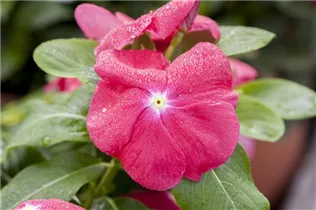Catharanthus roseus - Rosafarbene Catharanthe Catharanthus roseus - Rosafarbene Catharanthe