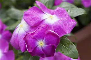Catharanthus roseus - Rosafarbene Catharanthe Catharanthus roseus - Rosafarbene Catharanthe