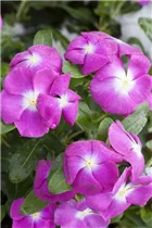 Catharanthus roseus - Rosafarbene Catharanthe Catharanthus roseus - Rosafarbene Catharanthe