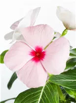 Catharanthus roseus - Rosafarbene Catharanthe Catharanthus roseus - Rosafarbene Catharanthe