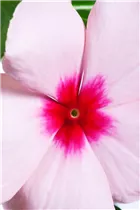 Catharanthus roseus - Rosafarbene Catharanthe Catharanthus roseus - Rosafarbene Catharanthe