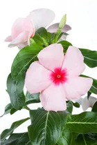 Catharanthus roseus - Rosafarbene Catharanthe Catharanthus roseus - Rosafarbene Catharanthe