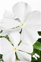 Catharanthus roseus - Rosafarbene Catharanthe Catharanthus roseus - Rosafarbene Catharanthe