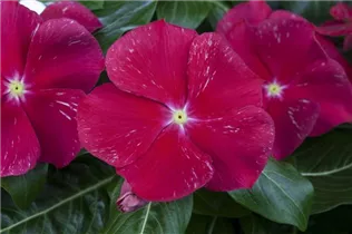 Catharanthus roseus - Rosafarbene Catharanthe Catharanthus roseus - Rosafarbene Catharanthe