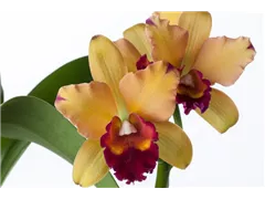 Cattleya - Cattleya Orchidee Cattleya - Cattleya Orchidee