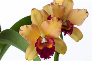 Cattleya - Cattleya Orchidee Cattleya - Cattleya Orchidee