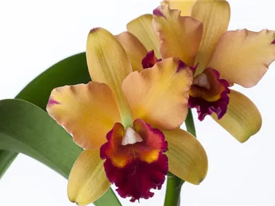 Cattleya - Cattleya Orchidee Cattleya - Cattleya Orchidee