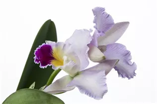 Cattleya - Cattleya Orchidee Cattleya - Cattleya Orchidee