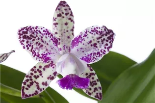Cattleya - Cattleya Orchidee Cattleya - Cattleya Orchidee
