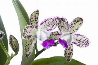 Cattleya - Cattleya Orchidee Cattleya - Cattleya Orchidee