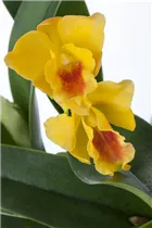 Cattleya - Cattleya Orchidee Cattleya - Cattleya Orchidee
