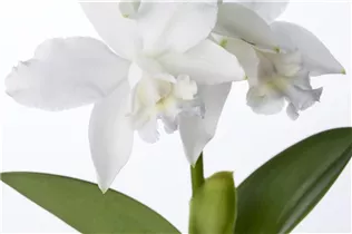 Cattleya - Cattleya Orchidee Cattleya - Cattleya Orchidee