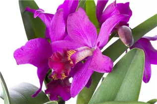 Cattleya - Cattleya Orchidee Cattleya - Cattleya Orchidee