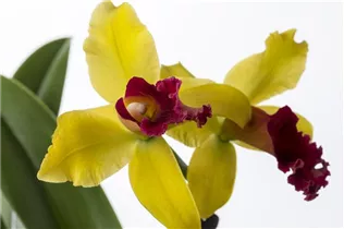 Cattleya - Cattleya Orchidee Cattleya - Cattleya Orchidee