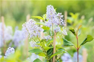 Ceanothus delilianus 'Gloire de Versailles' - Säckelblume 'Glorie de Versailles'