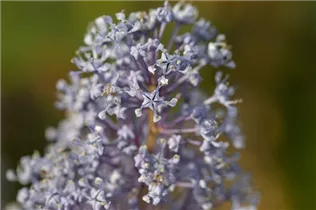 Ceanothus delilianus 'Gloire de Versailles' - Säckelblume 'Glorie de Versailles'