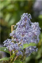 Ceanothus delilianus 'Gloire de Versailles' - Säckelblume 'Glorie de Versailles'