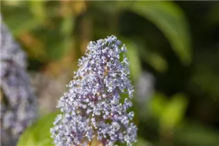 Ceanothus delilianus 'Gloire de Versailles' - Säckelblume 'Glorie de Versailles'
