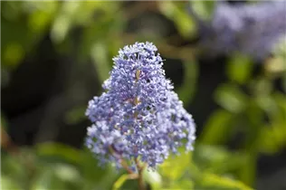 Ceanothus delilianus 'Gloire de Versailles' - Säckelblume 'Glorie de Versailles'