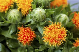 Carthamus tinctorius - Färber-Distel