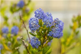 Ceanothus impressus 'Victoria' - Säckelblume 'Victoria' Ceanothus impressus 'Victoria' - Säckelblume 'Victoria'