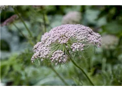 Carum carvi - Wiesen-Kümmel Carum carvi - Wiesen-Kümmel