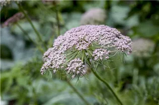 Carum carvi - Wiesen-Kümmel Carum carvi - Wiesen-Kümmel