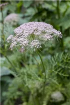 Carum carvi - Wiesen-Kümmel Carum carvi - Wiesen-Kümmel