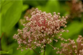 Ceanothus pallidus 'Marie Simon' - Säckelblume 'Marie Simon'