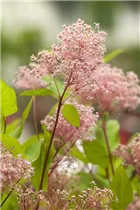 Ceanothus pallidus 'Marie Simon' - Säckelblume 'Marie Simon'