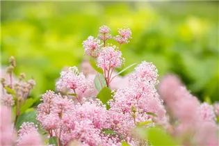 Ceanothus pallidus 'Marie Simon' - Säckelblume 'Marie Simon'