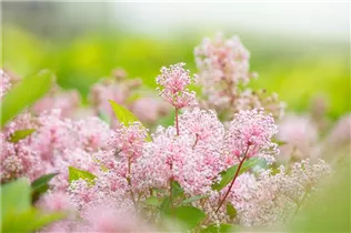 Ceanothus pallidus 'Marie Simon' - Säckelblume 'Marie Simon'