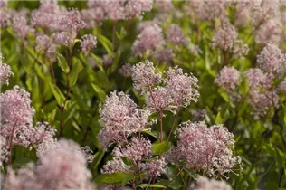 Ceanothus pallidus 'Marie Simon' - Säckelblume 'Marie Simon'