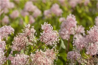 Ceanothus pallidus 'Marie Simon' - Säckelblume 'Marie Simon'