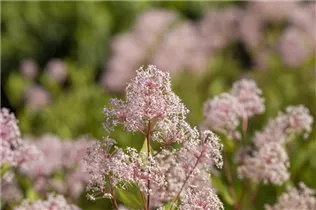 Ceanothus pallidus 'Marie Simon' - Säckelblume 'Marie Simon'
