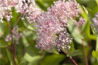 Ceanothus pallidus 'Marie Simon' - Säckelblume 'Marie Simon'