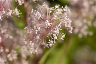 Ceanothus pallidus 'Marie Simon' - Säckelblume 'Marie Simon'