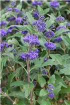 Caryopteris clandonensis 'Grand Bleu'® - Bartblume 'Grand Bleu'®