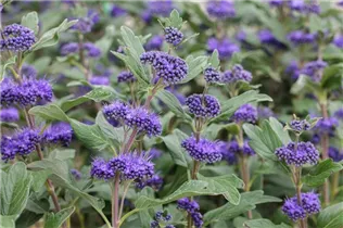Caryopteris clandonensis 'Grand Bleu'® - Bartblume 'Grand Bleu'®