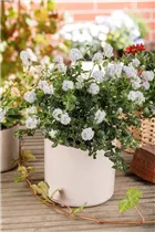 Ceanothus thyrsiflorus var. repens - Kriechende Säckelblume Ceanothus thyrsiflorus var. repens - Kriechende Säckelblume