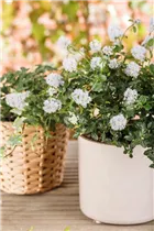 Ceanothus thyrsiflorus var. repens - Kriechende Säckelblume Ceanothus thyrsiflorus var. repens - Kriechende Säckelblume