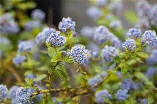 Ceanothus thyrsiflorus var. repens - Kriechende Säckelblume Ceanothus thyrsiflorus var. repens - Kriechende Säckelblume