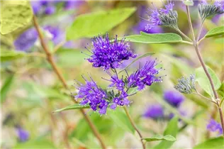 Caryopteris clandonensis 'Heavenly Blue' - Bartblume 'Heavenly Blue'
